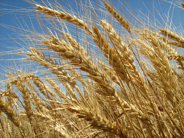 champs de blé qui, transformé, produira de la farine colloïdale d'avoine